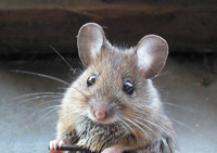 методы выведения мышей из дома, как вывести мышей из дома